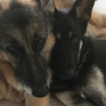 バイデン新大統領の愛犬２頭、ホワイトハウス入居はお預け