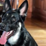 警護官をかんだ大統領の愛犬、トレーナーが訓練　「８５％に愛されている」とバイデン氏