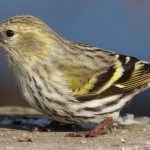 米８州でサルモネラの集団感染、野鳥が原因か　米ＣＤＣ