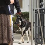 米ホワイトハウスにネコ登場へ、噛み付き騒ぎの愛犬を訓練