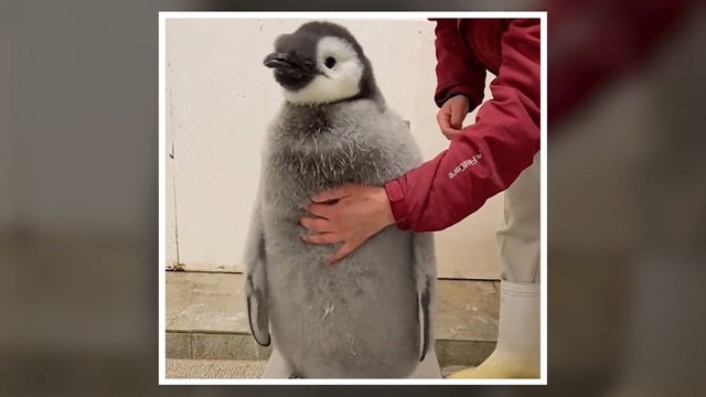 とにかく“じっとしない”赤ちゃんペンギンと飼育員の攻防戦が驚異の800万回再生 「油断も隙もないw」と話題に