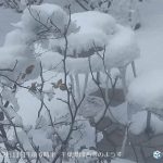 関東の市街地も積雪　東京都心2センチ　千葉市5センチ　朝は冷え込み路面凍結に注意