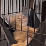 「所詮、叶わぬ願い」と悟った猫が呆然自失 秀逸リアクションに「仕事の疲れが吹き飛んだ」癒される人続出