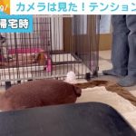 夫が日ごろ感じていた愛犬の態度の違い… カメラを設置→妻が帰宅すると大はしゃぎする姿が