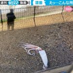 「えっ、なんで？」小さな河口に巨大なダイオウイカが漂着 衝撃映像が270万回再生