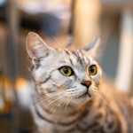 「リアルすぎる猫店員」に込めた思いが深かった…全国に出張してプリンを販売するオーナーに聞いた