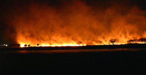 利根川の河川敷で火災、少なくとも６０ヘクタール焼く…消火作業続く