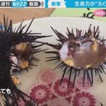 内臓を取られ“中身が空っぽ”でも動き続けるウニが「まるでホラー」 驚きの声