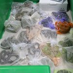 衣服の中にトカゲとヘビが52匹　米国とメキシコの国境で30歳のトラック運転手を逮捕