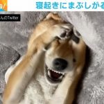 「目が！ 目がぁぁぁ」 寝起きの電灯に“もだえる”柴犬、人間のような仕草に反響