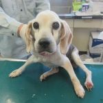 老犬捨てる人が増加…16匹を看取った保護団体が“終生飼育”訴え　「飼い主に見せたい。最期までこんな立派に生きたよと」