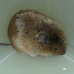 津軽のリンゴ農家悩ます…ハタネズミが積雪下で大繁殖　弘前大など仕組み解明