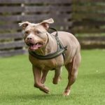 飼い主もホッ？ 最強の闘犬「ピット・ブル」、逃走中に人を噛んだら重過失致傷罪の適用も