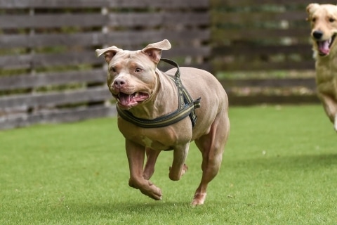 飼い主もホッ? 最強の闘犬「ピット・ブル」、逃走中に人を噛んだら重過失致傷罪の適用も 飼い主もホッ? 最強の闘犬「ピット・ブル」、逃走中に人を噛んだら重過失致傷罪の適用も