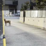 【速報】逃走中の“最強の闘犬”大型犬ピット・ブルを捕獲　直前には取材班と遭遇　