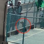 警官の「お座り」に従う…逃走した“最強の闘犬”ピッド・ブル意外な捕獲劇