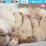 子猫が熾烈な乳ポジ争い 猫パンチの応酬と母猫の愛情に「ずっと見ていたい光景」ほっこり
