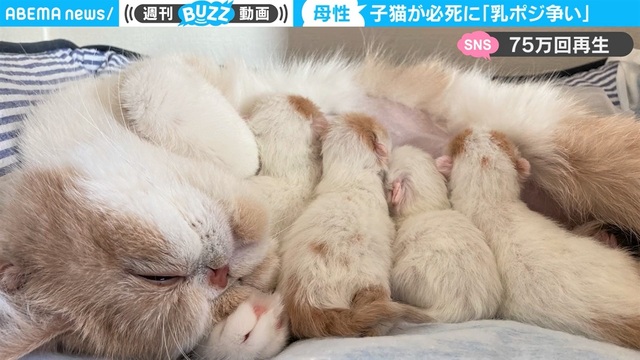 子猫が熾烈な乳ポジ争い 猫パンチの応酬と母猫の愛情に「ずっと見ていたい光景」ほっこり