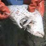 なぜ網にかかる魚が骨と皮に…?黒部川ダム排砂問題の不可解な事実