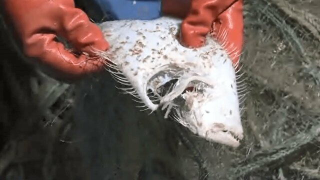 なぜ網にかかる魚が骨と皮に…?黒部川ダム排砂問題の不可解な事実