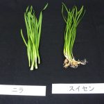 給食のニラ、実はスイセン　子育て支援施設で食中毒、京都