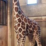 嫁入り直前…1歳のキリンが神戸→岩手の輸送中に死亡「死因に関して現在調査を行っております」
