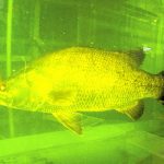 一生に一度は釣りたい「日本三大怪魚」を駿河湾で捕獲…漁師「５０年漁をしているが初めて見た」