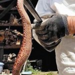 「こんなに大きいの初めて」赤マムシ捕獲の男性「酒に漬け利用」…全長５０ｃｍ・胴回り７ｃｍ