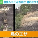 魚の死骸や鳥のエサを路上に…ペットショップ経営者の“迷惑行為”に近隣住民が怒り「500回以上繰り返してきた」