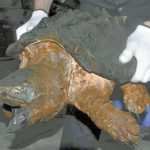 公園に体長１ｍのワニガメ、男子中学生が見つけ通報…人に危害及ぼす「特定動物」