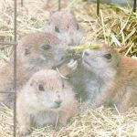 「おうちに連れて帰りたい」…じゃれ合うプレーリードッグの赤ちゃん