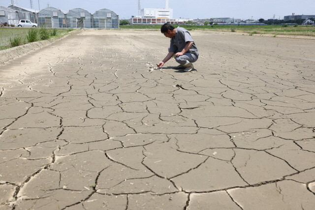 「水をくれ」枯れた田んぼ、続く農業用水停止　愛知の漏水、深刻被害