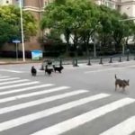 【悲報】上海ロックダウンで街が野良犬に占拠されるｗ （動画あり）￼