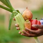 スリランカの有機農業政策が失敗した理由を米メディアが解説、農業専門家を解任して市民団体メンバーを任命した