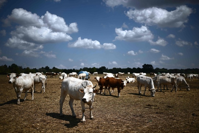 急性青酸中毒で牛50頭死ぬ、干ばつで飼料に有害物質濃縮 伊