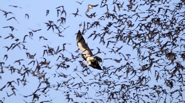数十万匹のコウモリの群れに飛び込んだタカ…その目には「止まった一匹」が見える