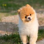 トリミングしながら投げたり首絞めたり…サロンから帰宅後に毎日嘔吐した子犬＝韓国