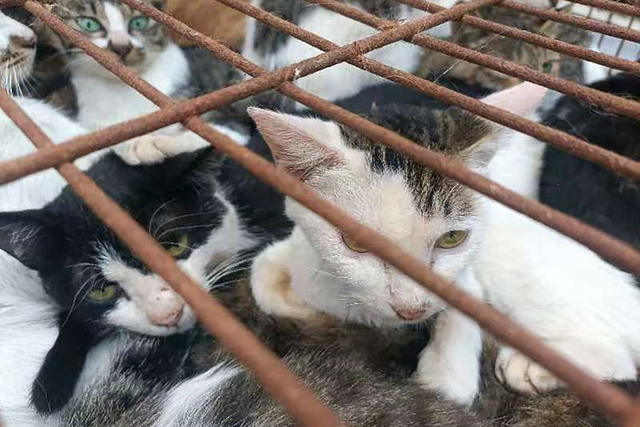 食肉処理前の猫150匹を保護、大半がペットか 中国