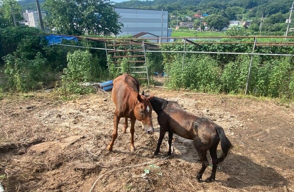 ６２０万円の賞金獲得した競走馬、肋骨が浮き出た姿で保護された＝韓国