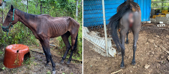 ６２０万円の賞金獲得した競走馬、肋骨が浮き出た姿で保護された＝韓国