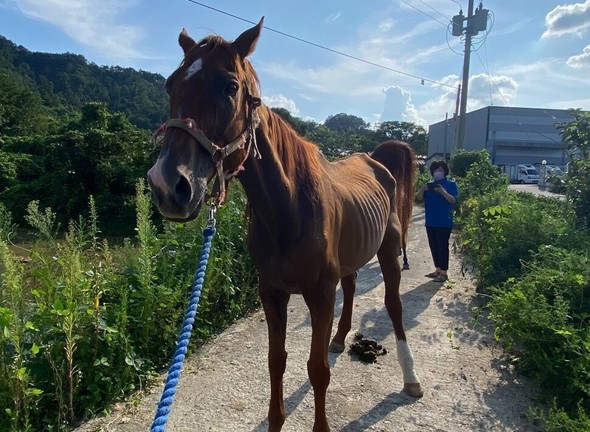 ６２０万円の賞金獲得した競走馬、肋骨が浮き出た姿で保護された＝韓国