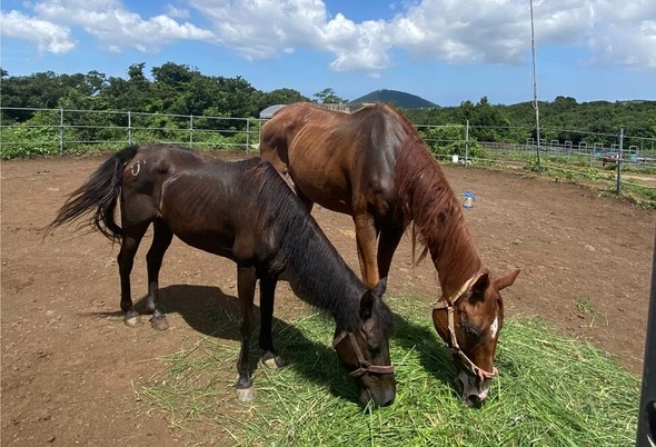 ６２０万円の賞金獲得した競走馬、肋骨が浮き出た姿で保護された＝韓国