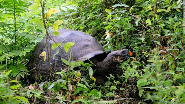 絶滅危惧種のゾウガメ、食用目的で密猟か　エクアドル検察が捜査