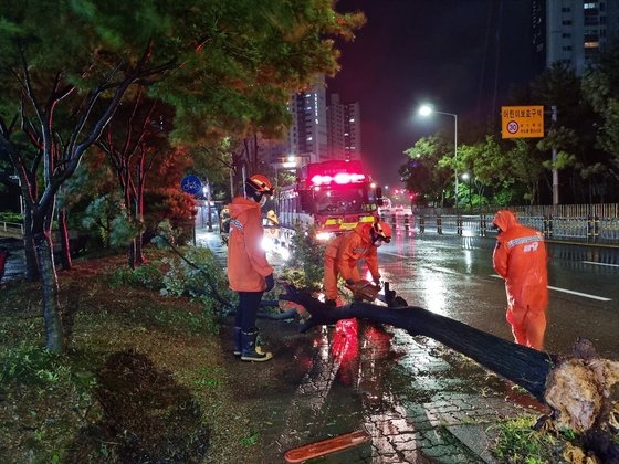 倒れた街路樹が車を襲い、５６３世帯で停電…韓国首都圏、台風１１号被害続出