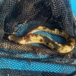 「怖くて驚いた」…漢江を泳ぐ１０メートルの生物＝韓国