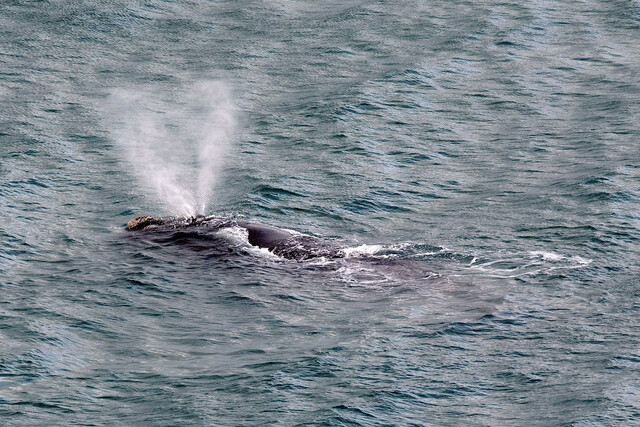 ボート転覆、5人死亡　クジラと衝突か　NZ