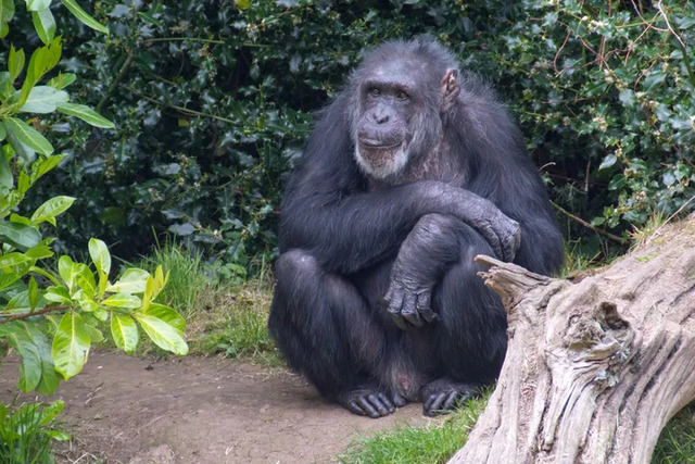 動物園から脱走したチンパンジー、追いかける飼育員とまさかの結末が話題に。ウクライナ
