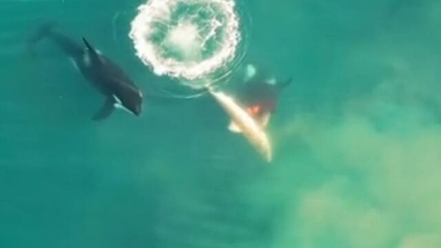 シャチの群れがホホジロザメを捕食、初めて映像撮影