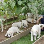 【コラム】豊山犬返還騒動で浮き彫りになった大韓民国憲法の落とし穴