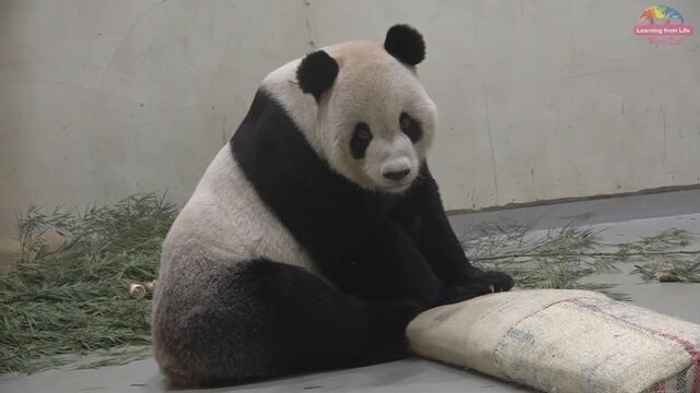 台湾のパンダ「団団」死ぬ、中国が2008年に寄贈